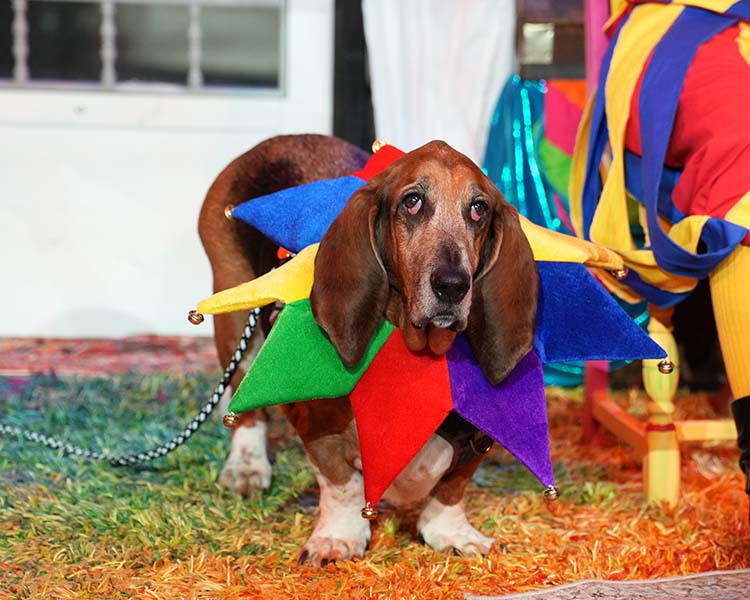 basset hound