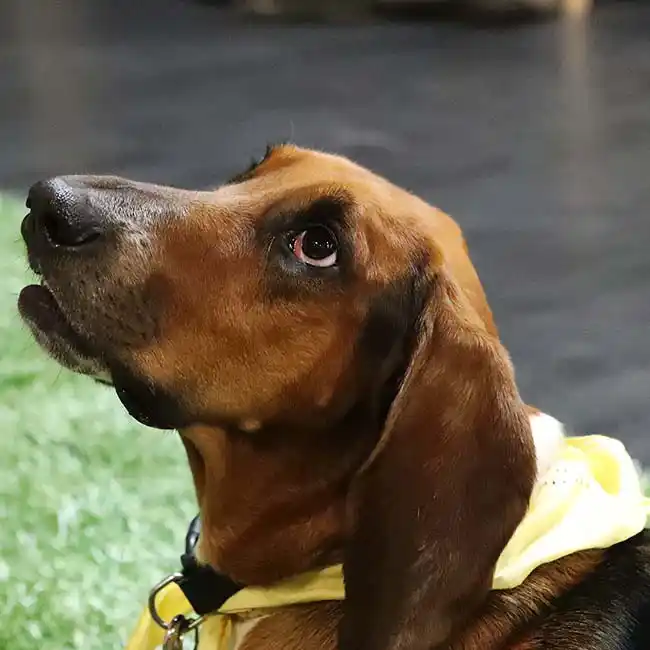 hound dog with bandana