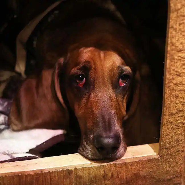 hound dog in house