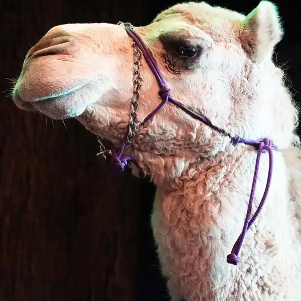 Camel dressed in biblical attire