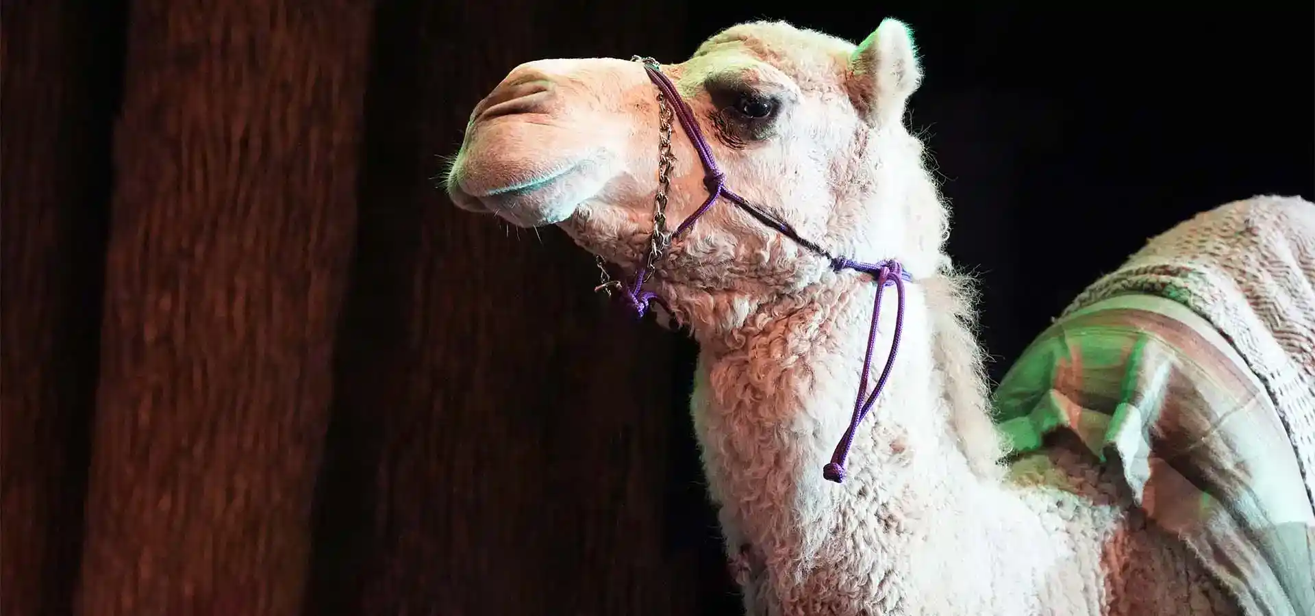 Camel dressed in biblical attire