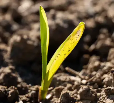 seedling coming up from the ground